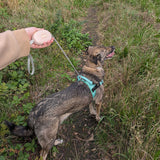 Paw Pet Leash - Pocket Pod - Pink - 1.5m